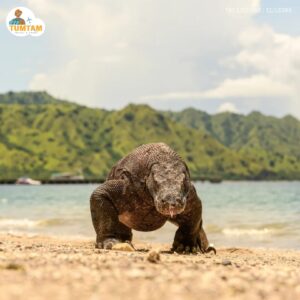 Komodo (5D4N)